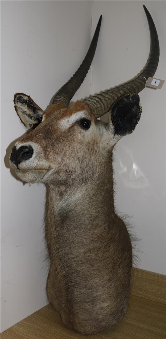 A Rowland Ward taxidermic Waterbuck head, approx. 140cms
